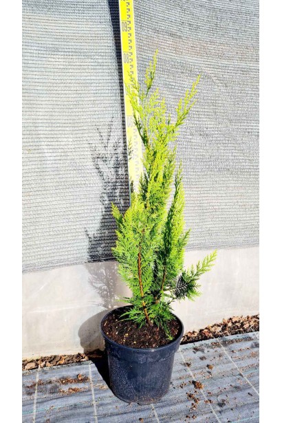 Кипарисовик Лавсона Івонне - 5л/вис.70-80см/Ø15-20см